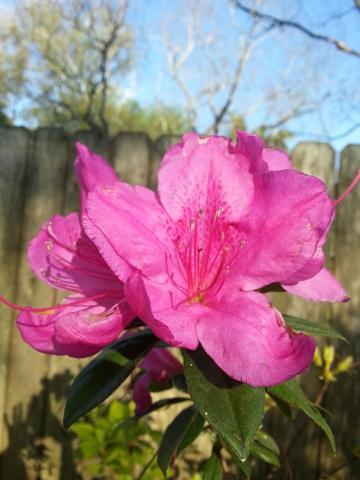 azaleas