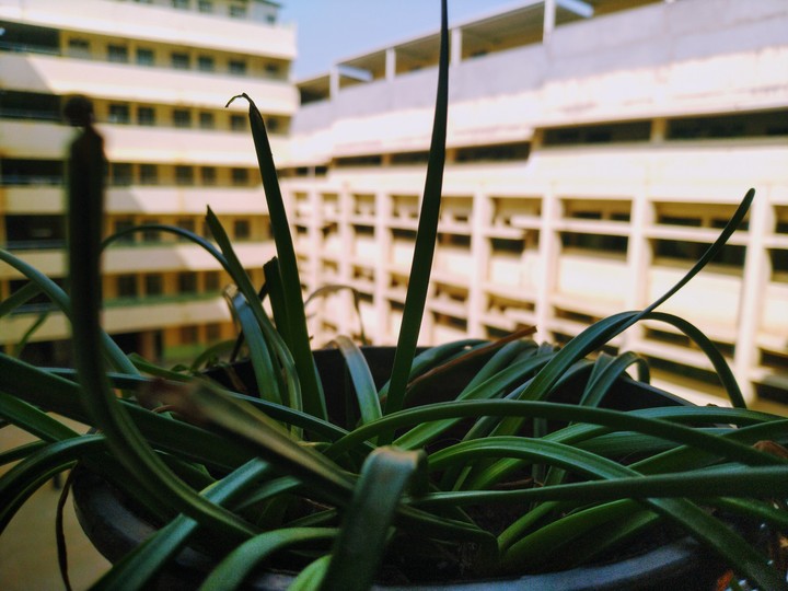 greenery among concrete