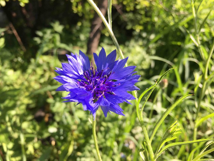 Violet