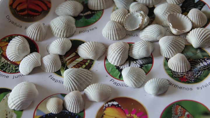 Shells