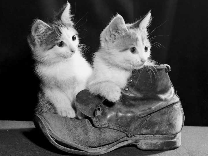 Bébé chats ??