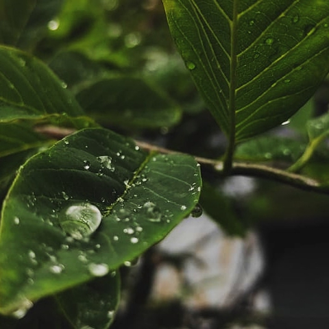 water drop