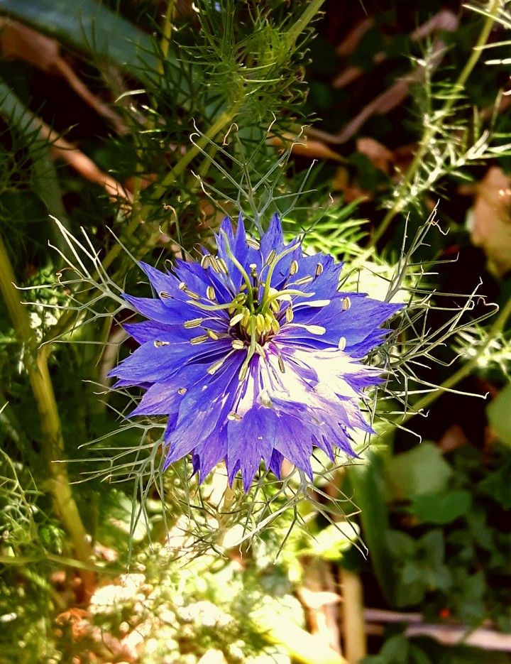 Flower