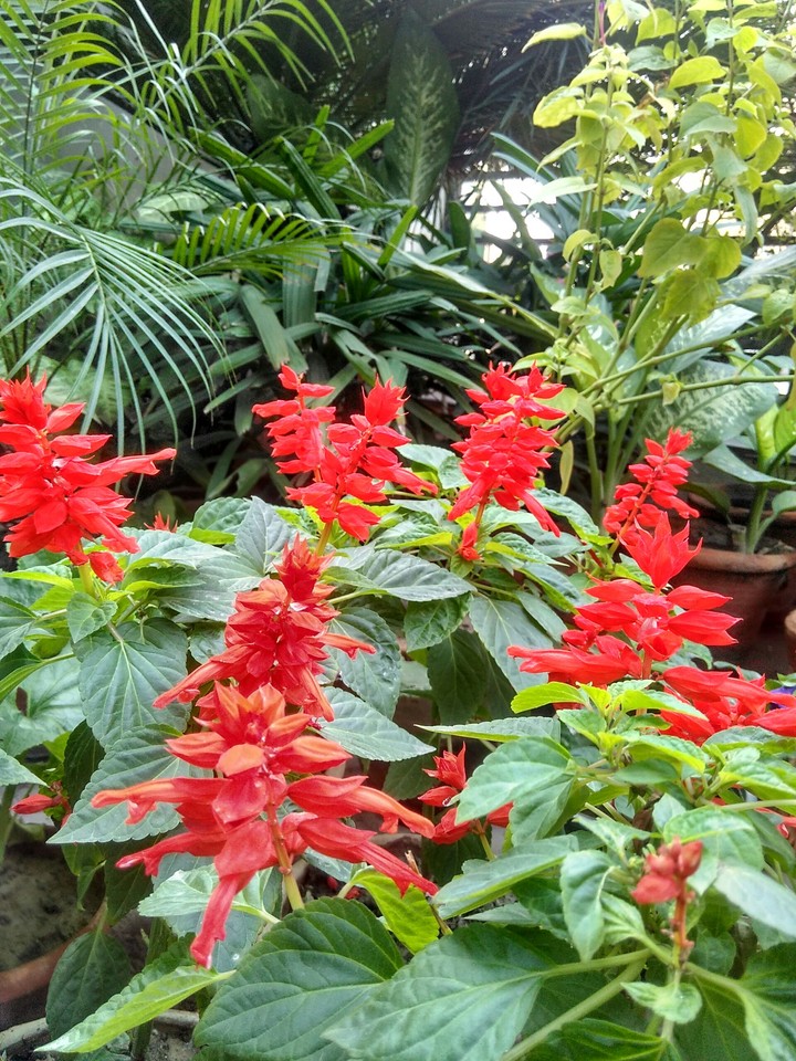 green garden