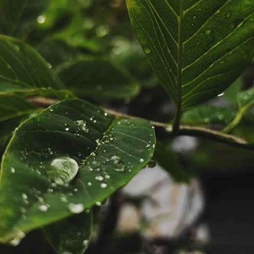 water drop