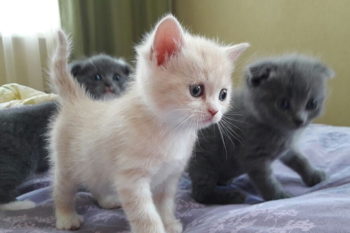 котята