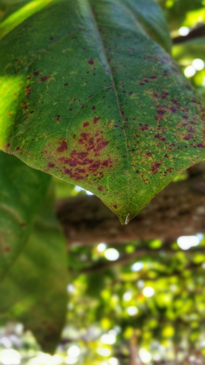 Hoja verde