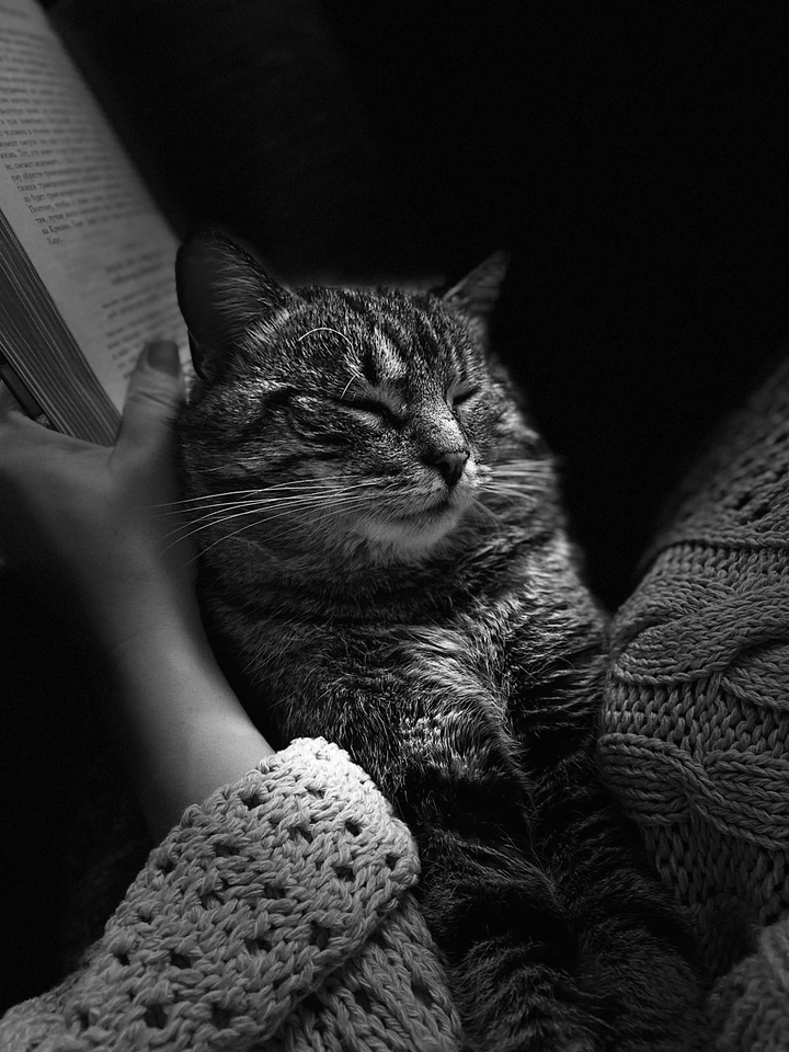black-white cat