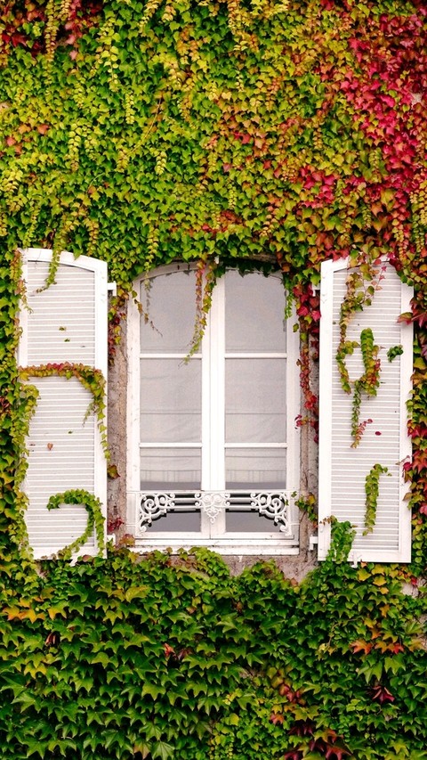 nature window