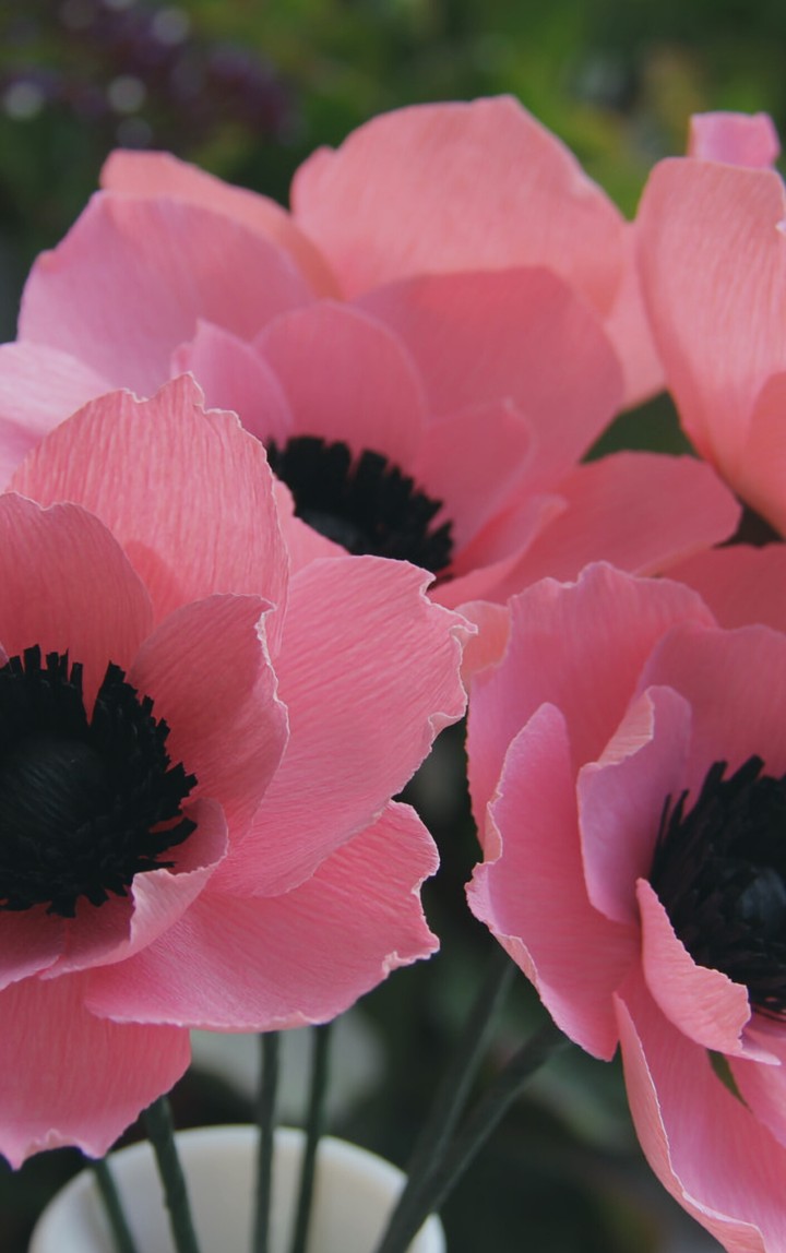 Flores