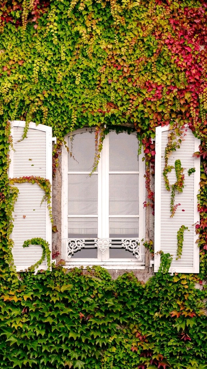 nature window