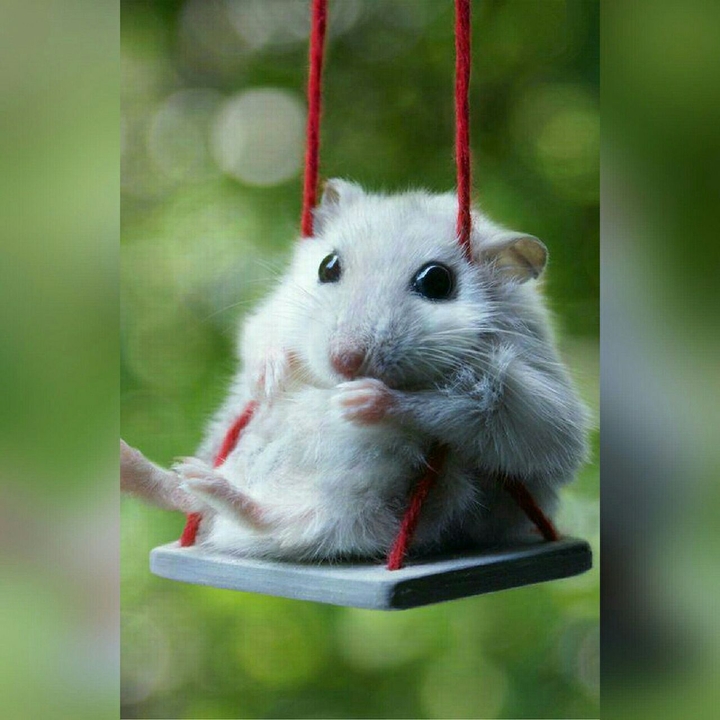 Hamster