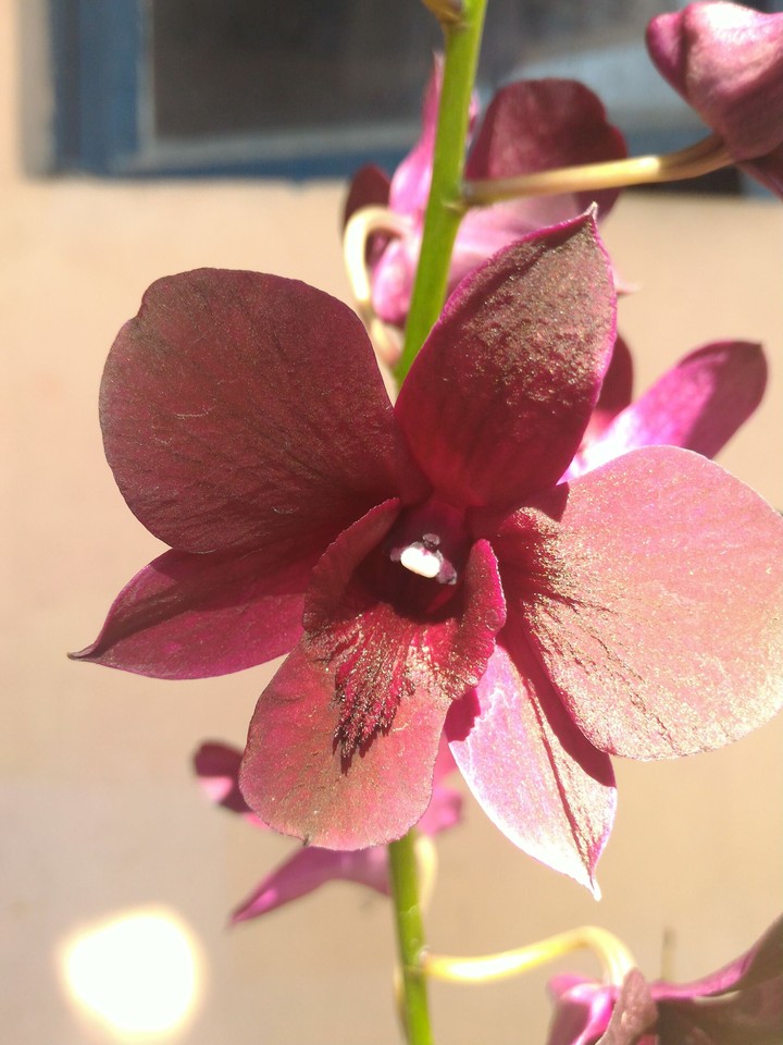orchid