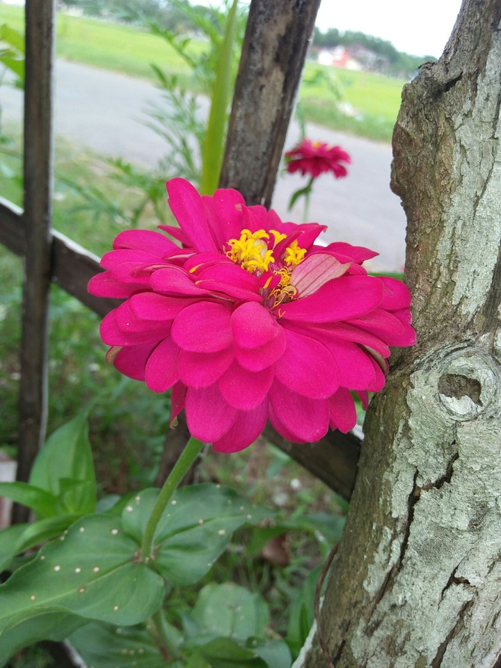 beautiful flower