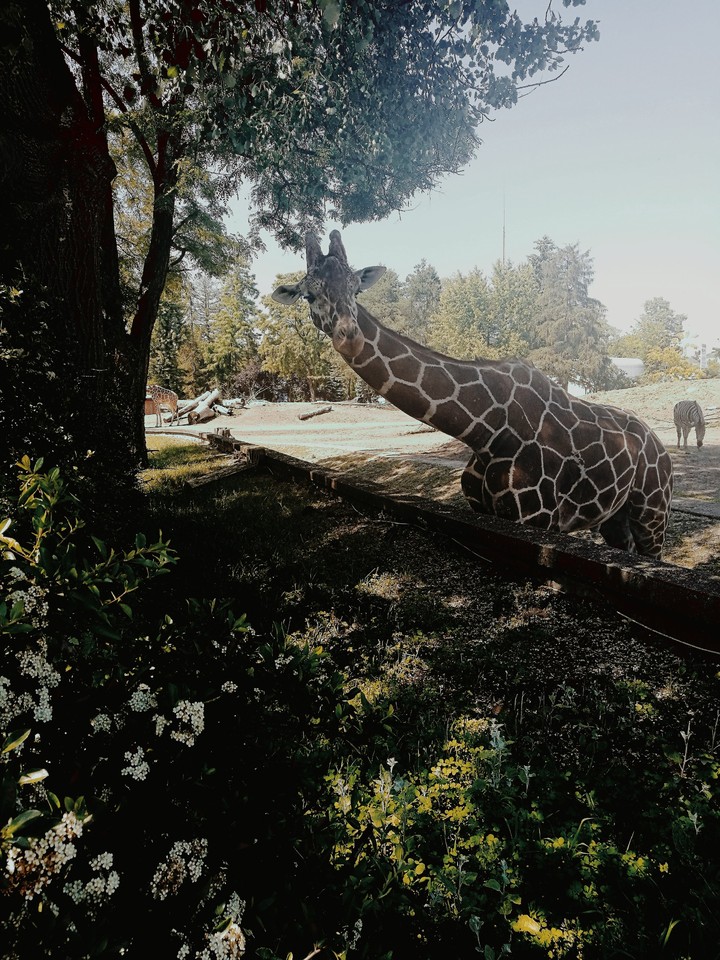 giraffe