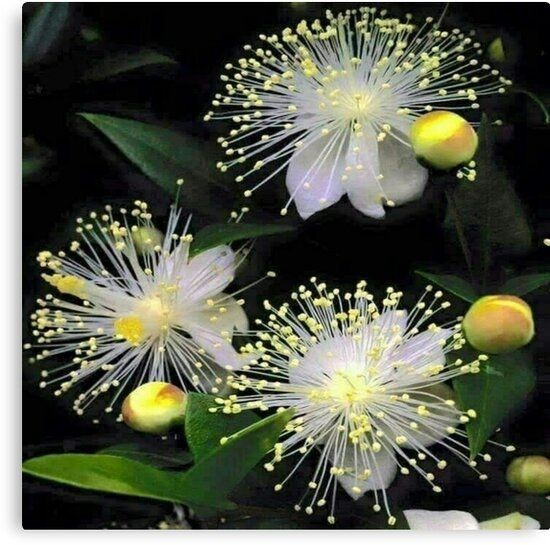 flor