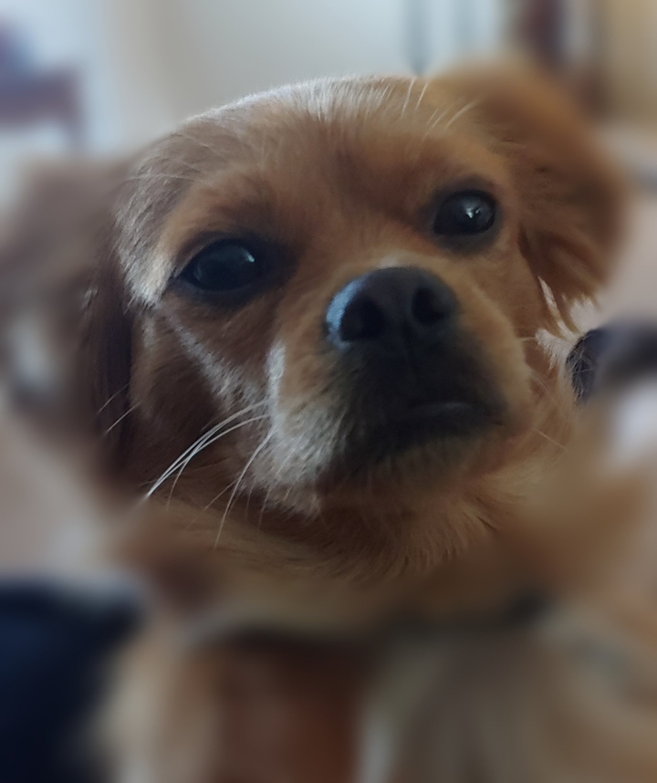 the stare