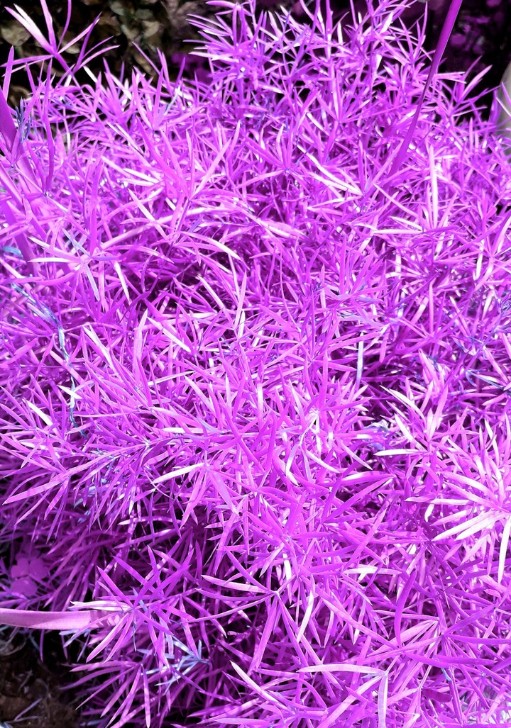 coloured plant