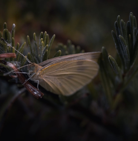 hình nền leptidea, insect