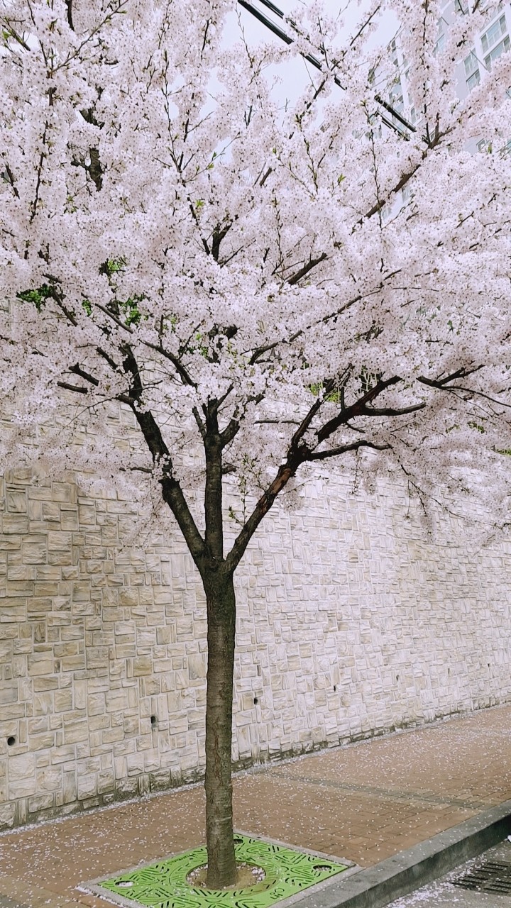 벚꽃