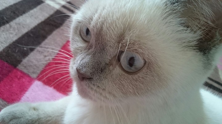 cat