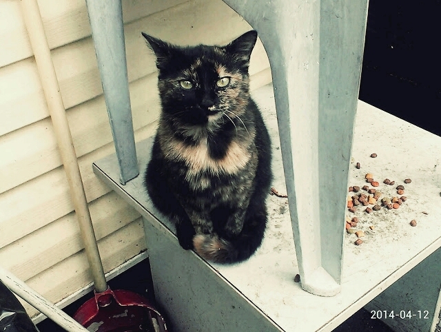 Cats