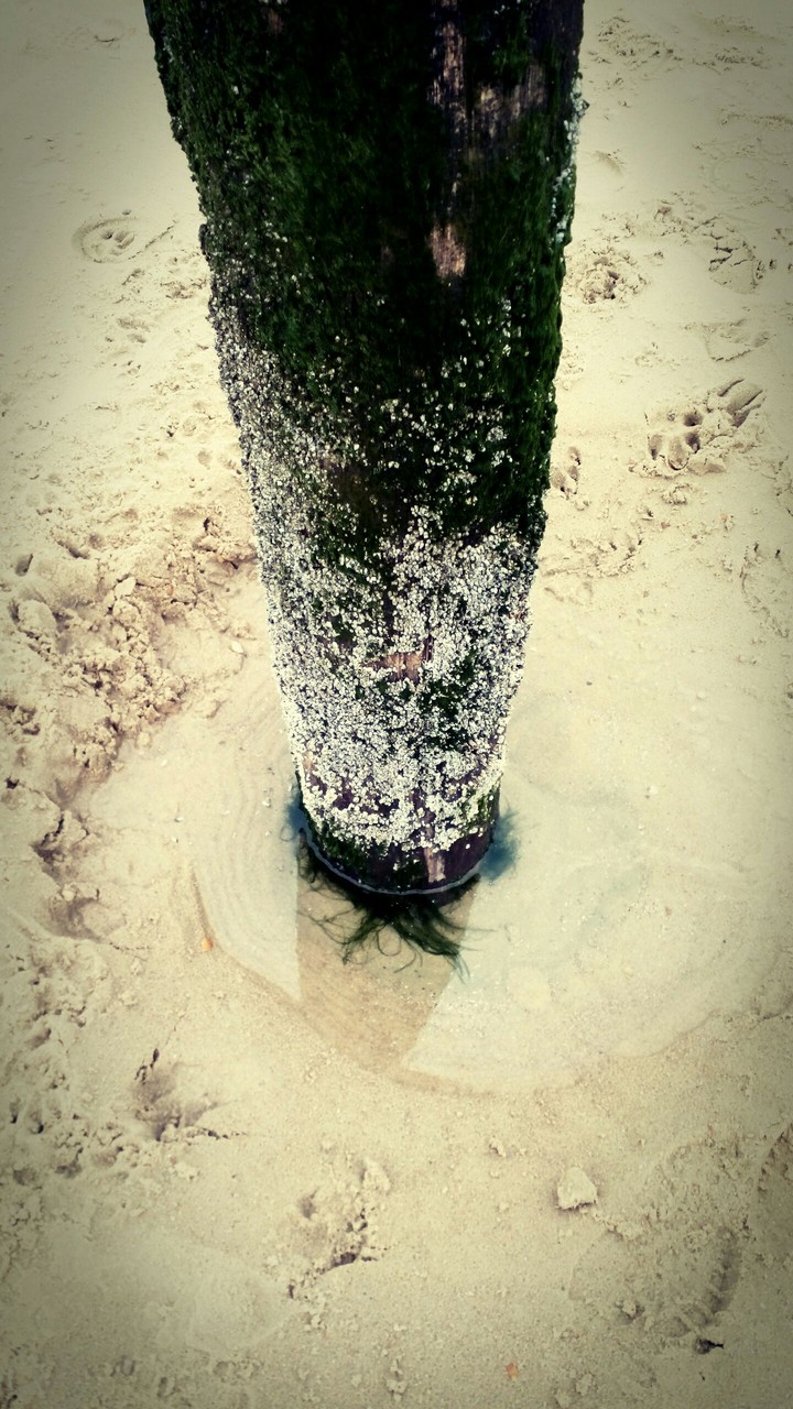 pale at the sand