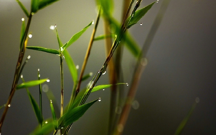Bamboo