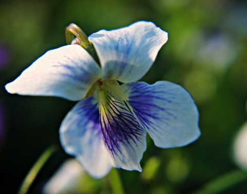 Wild Violet