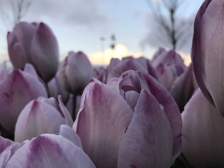 tulips and sky