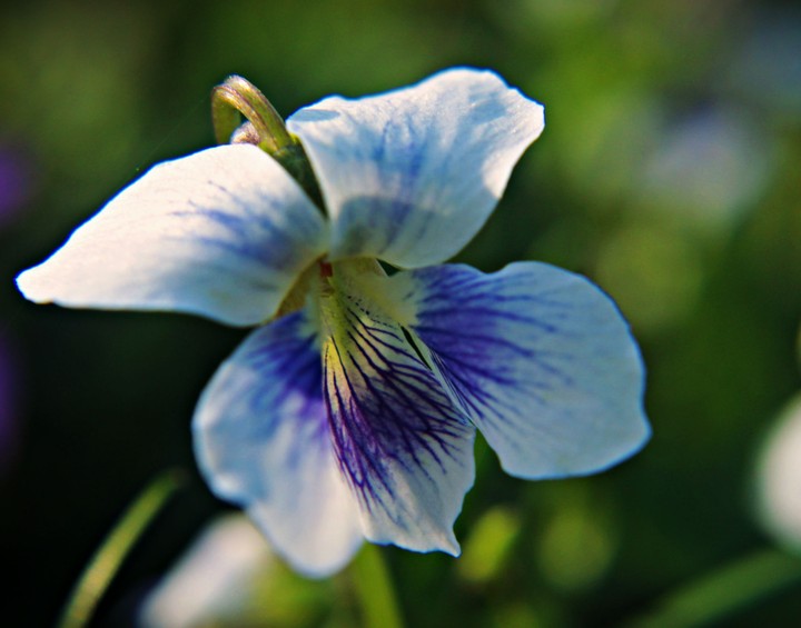 Wild Violet