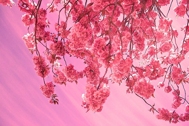 sakura