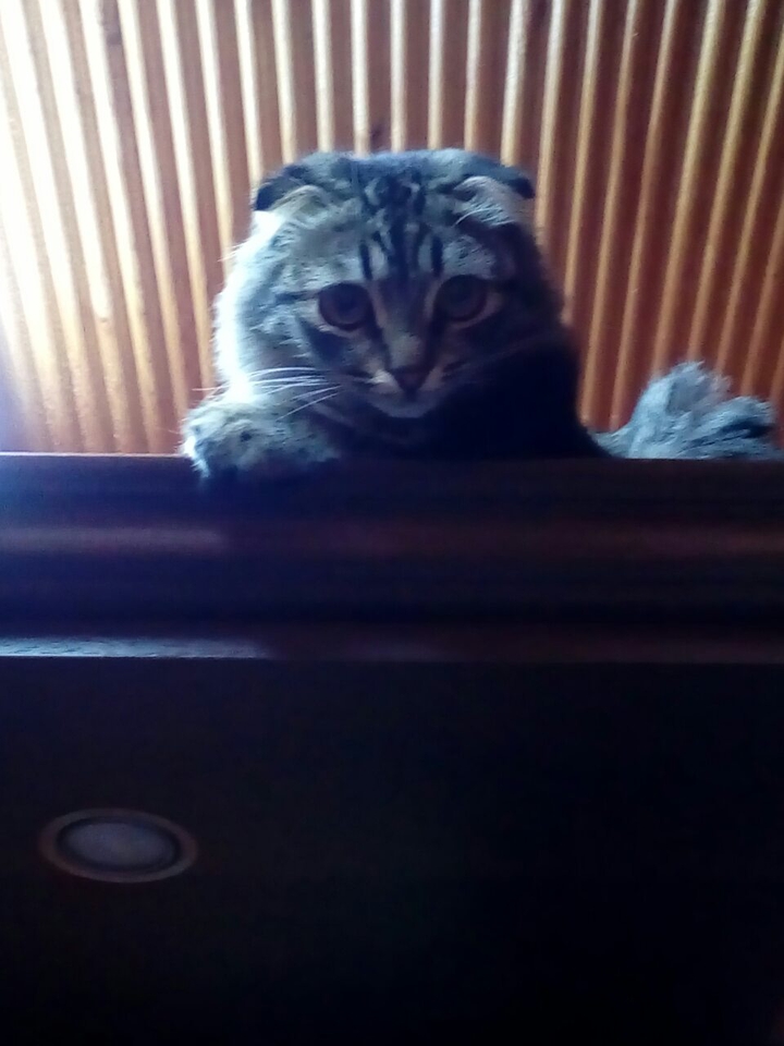 кошка скалолаз