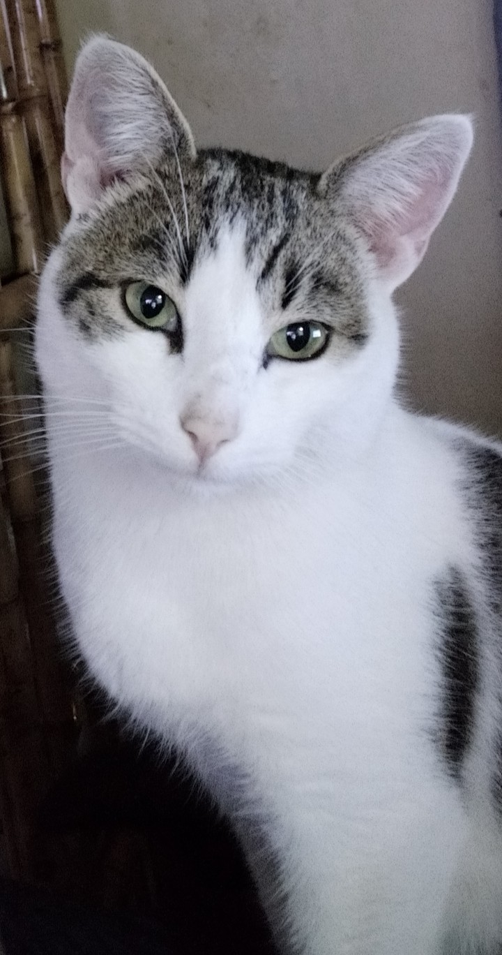 Gatito blanco