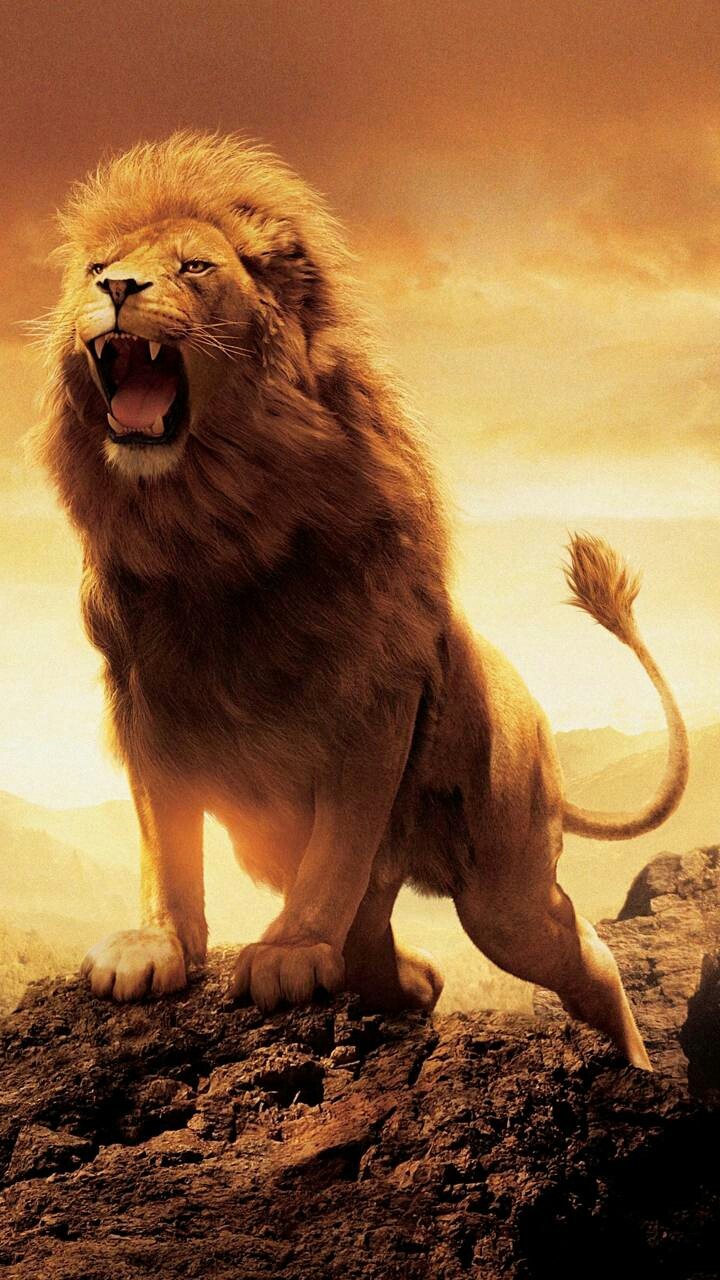 aslan