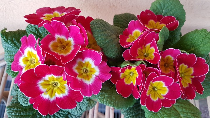 primavera