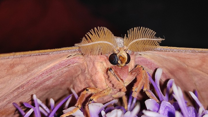 japanese butterfly