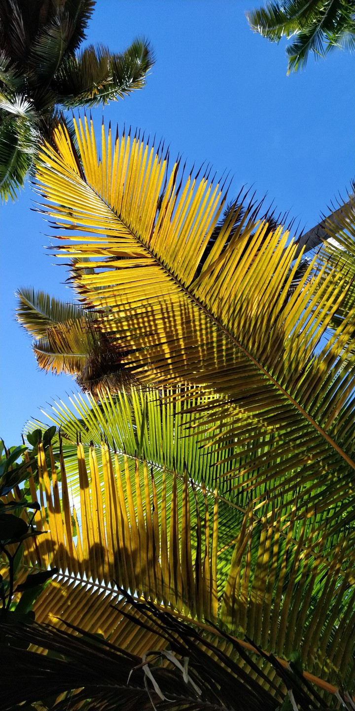 Foliage in the sky 1