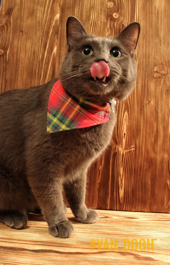 Cat's tongue