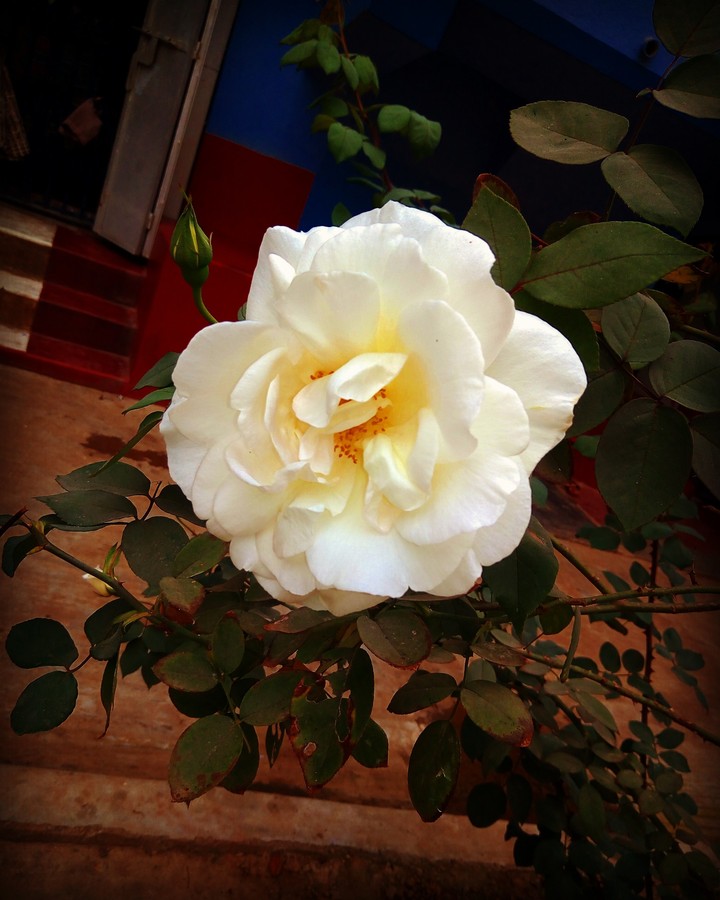 Rose The Beauty of Photography