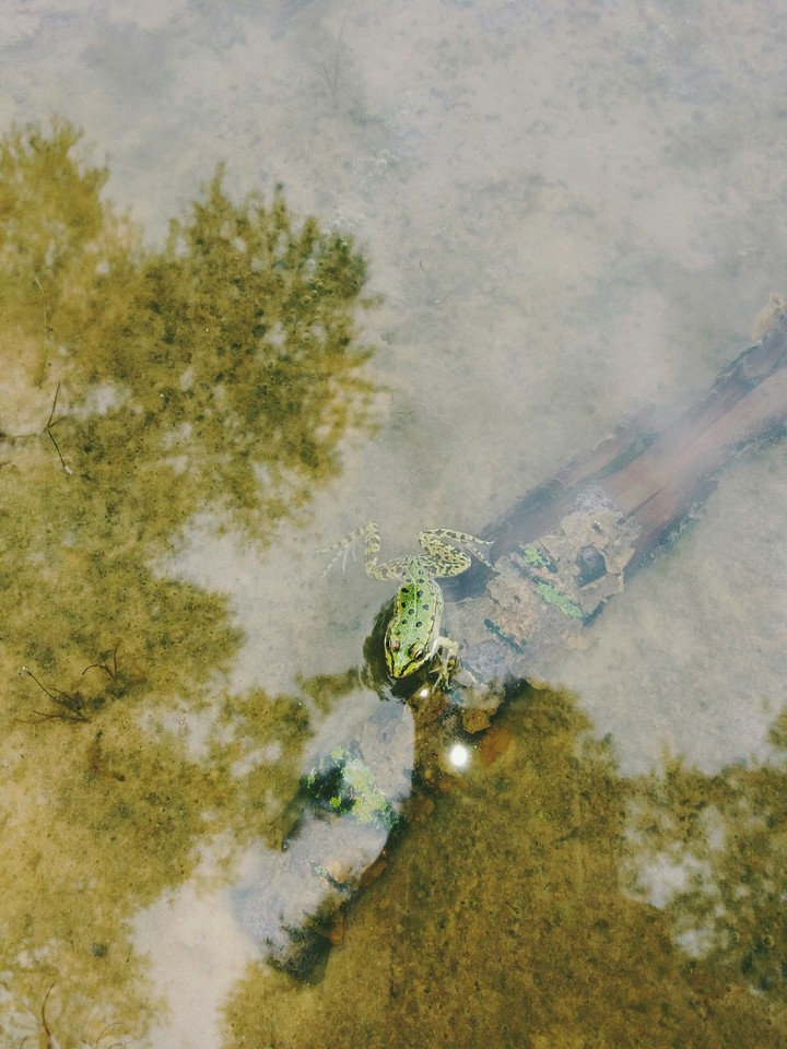 frog
