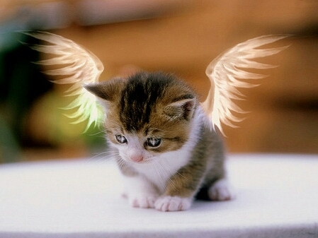 kitty
