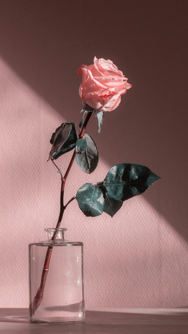 rose