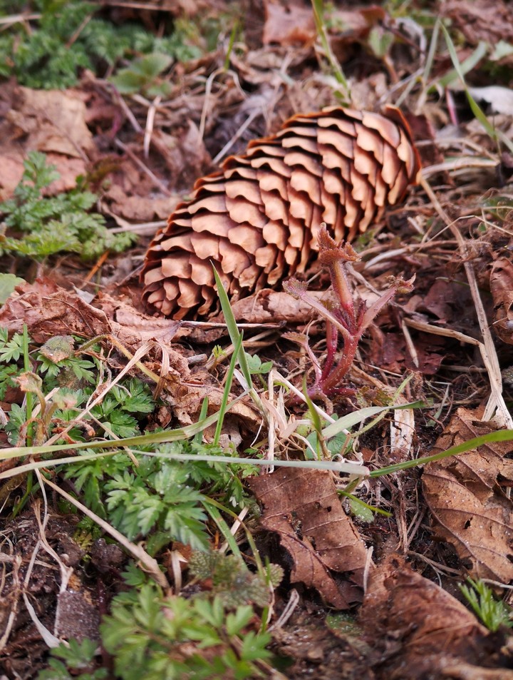 pinecone