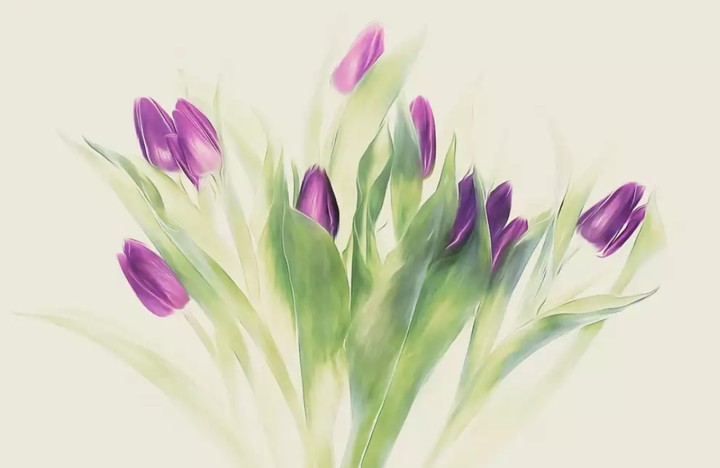 tulipány