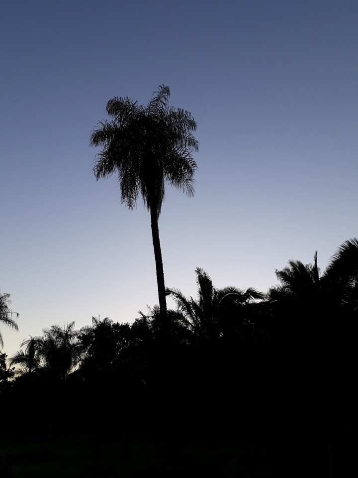 pantanal