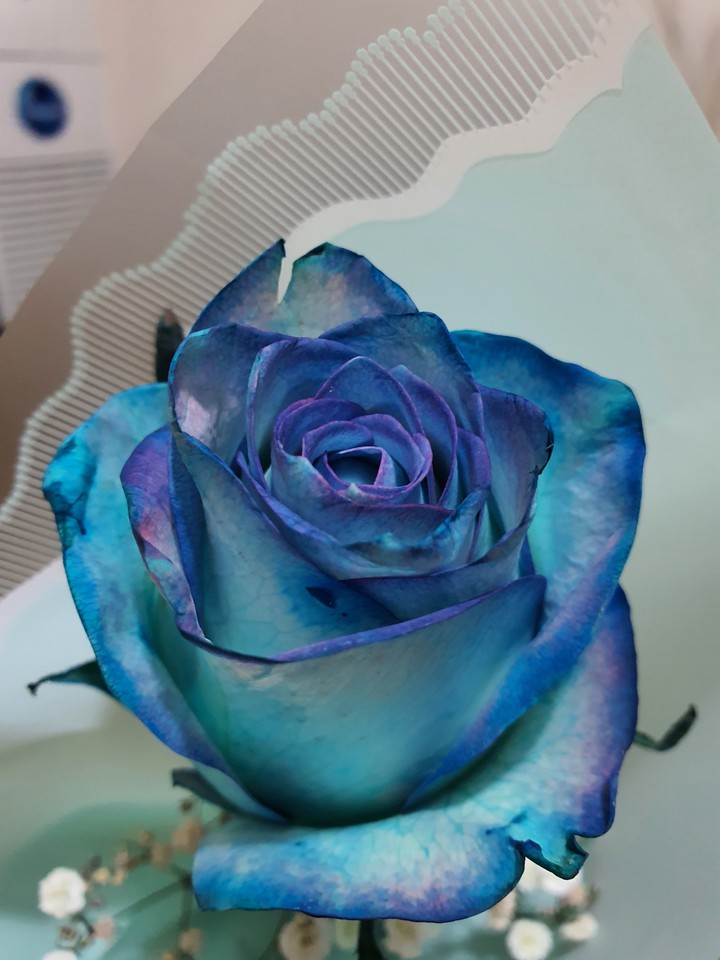 Blue Flower