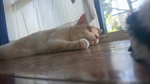 猫