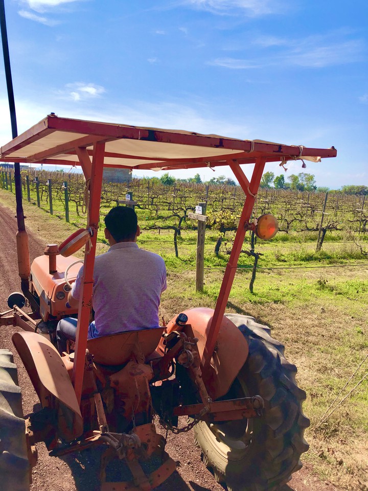 Tour por Viñedo