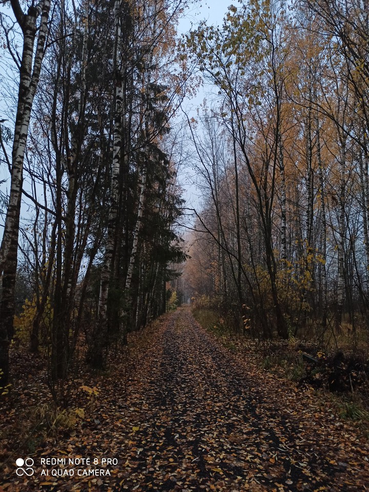 дорога в листве